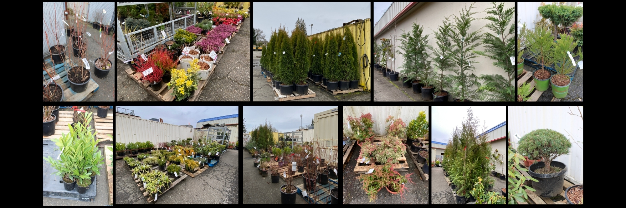 Pics for March 4th Auction (12)